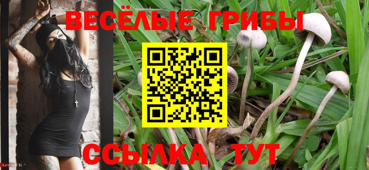 Галлюциногенные грибы Cubensis Нефтекумск